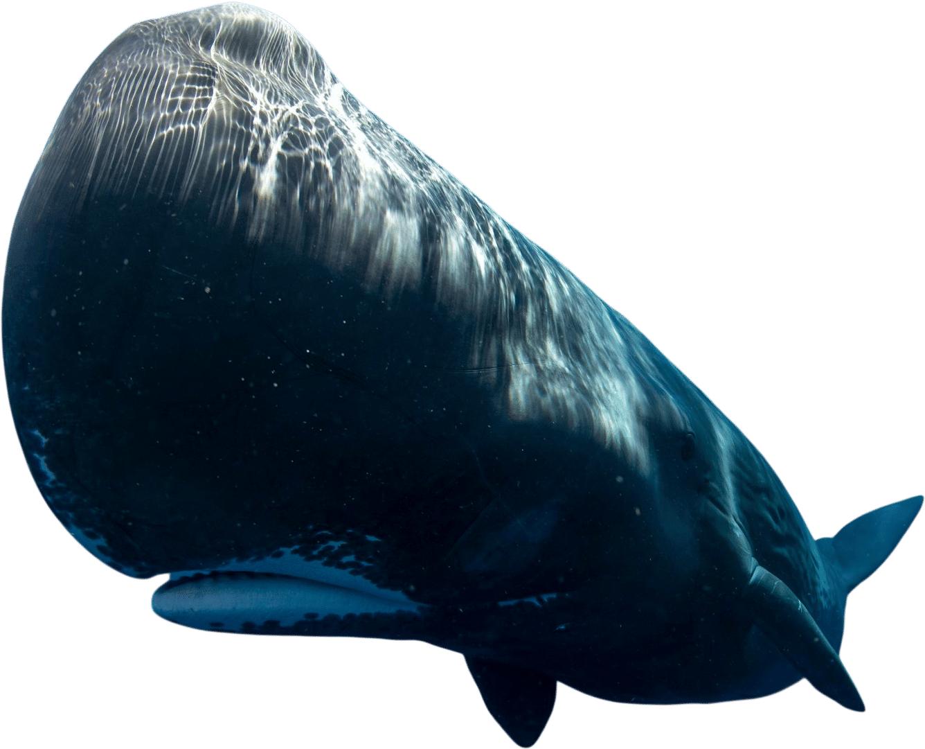 Swim with Whales Expedition