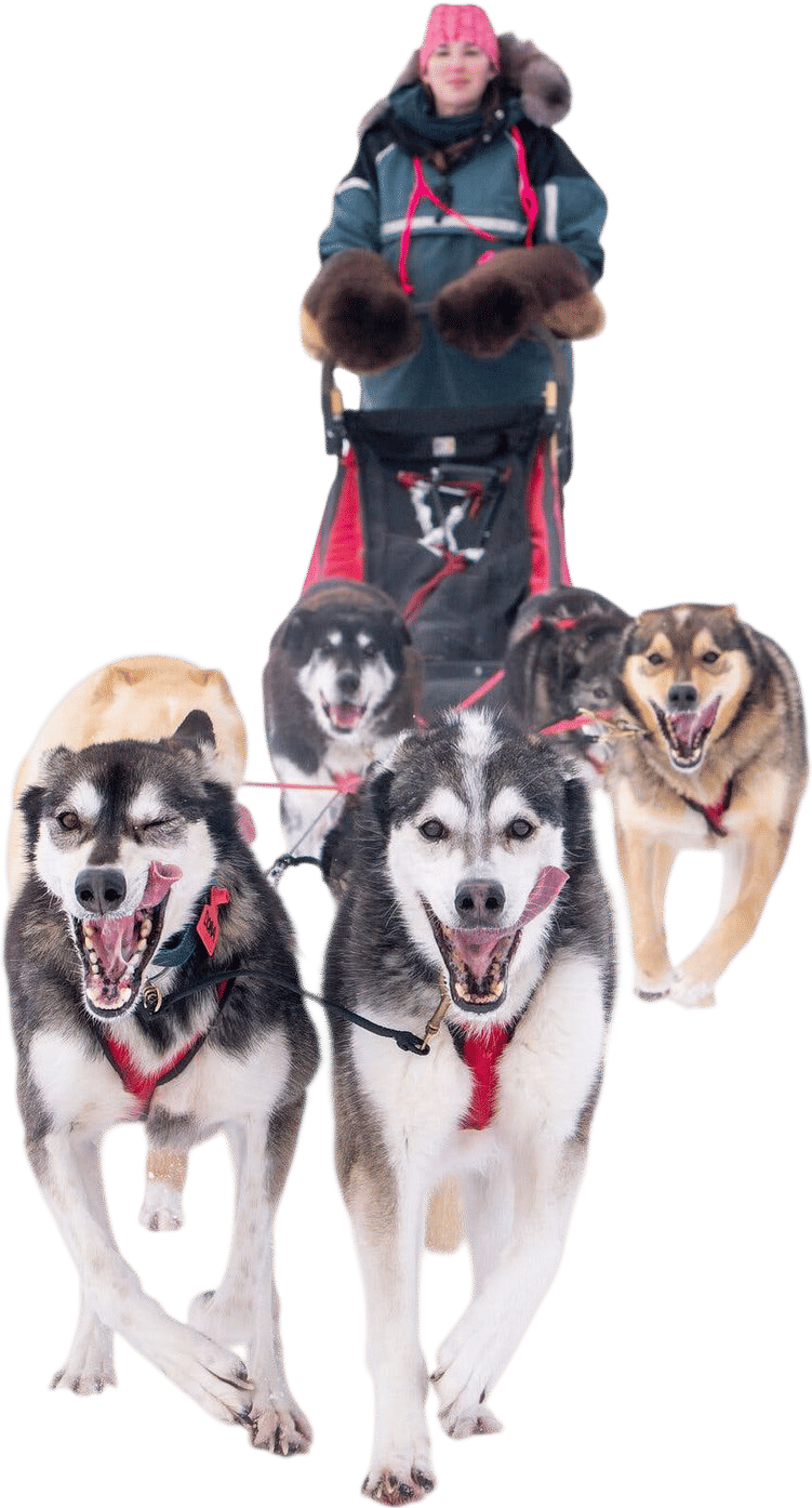 ‘Their Power Feels Like Mine’: A Dog Sled Racer Says Goodbye to Her Pack