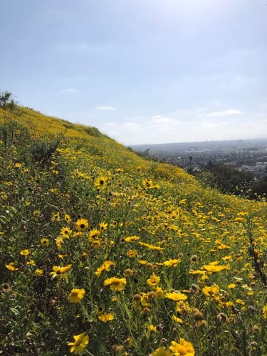 baldwin hills scenic overlook