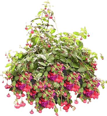 hanging fuschia plants