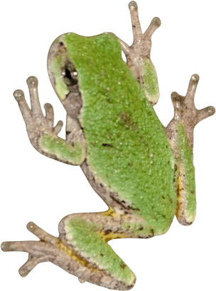 eastern gray treefrog