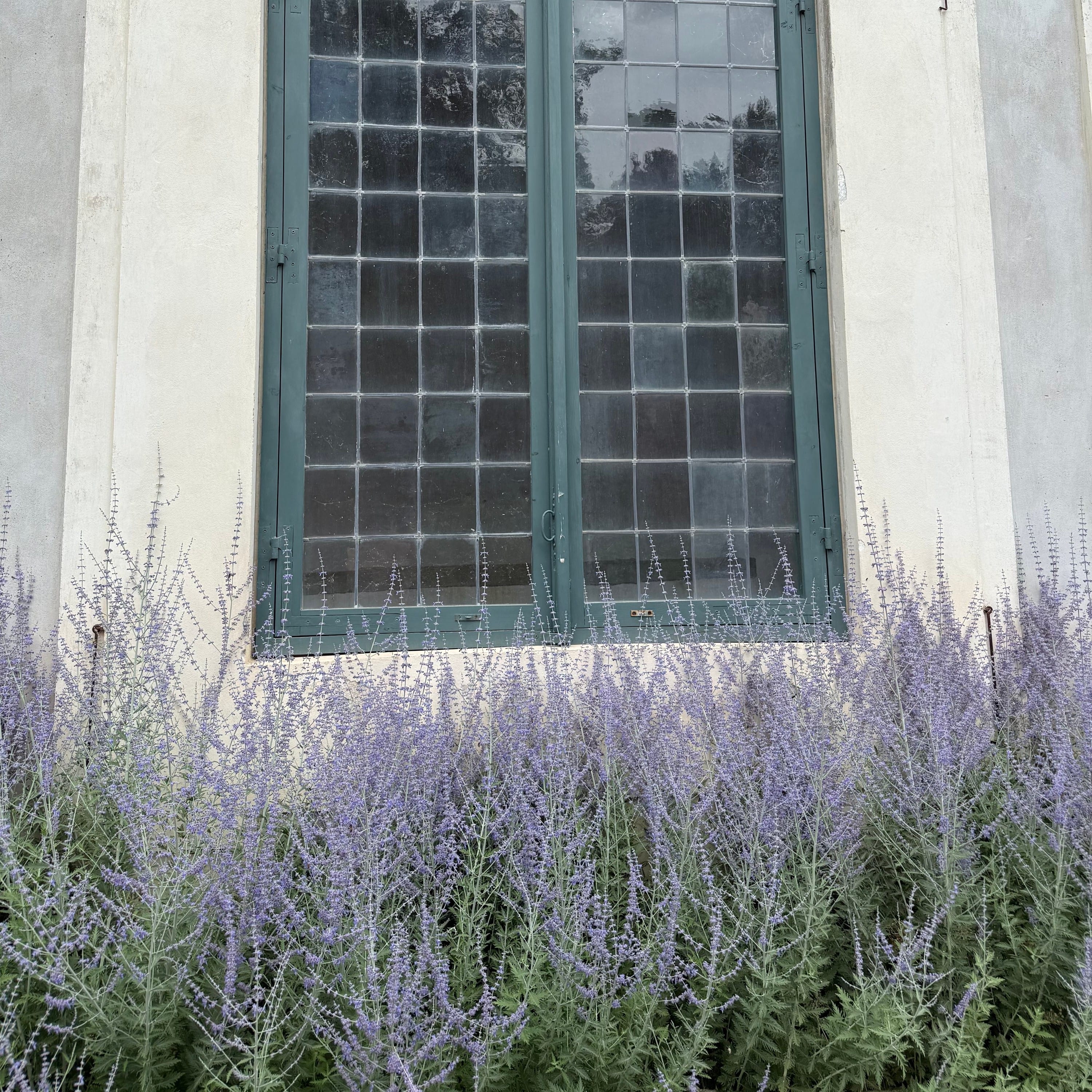 russian sage