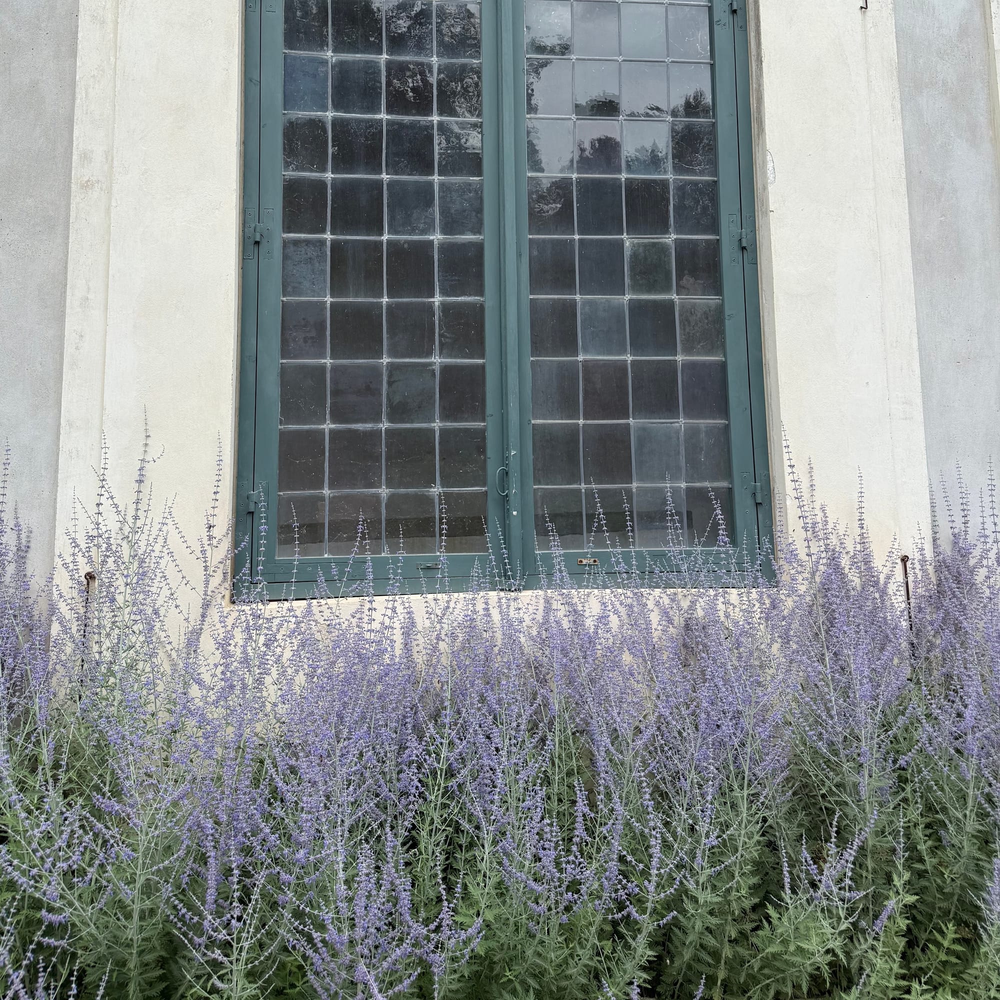 Russian Sage