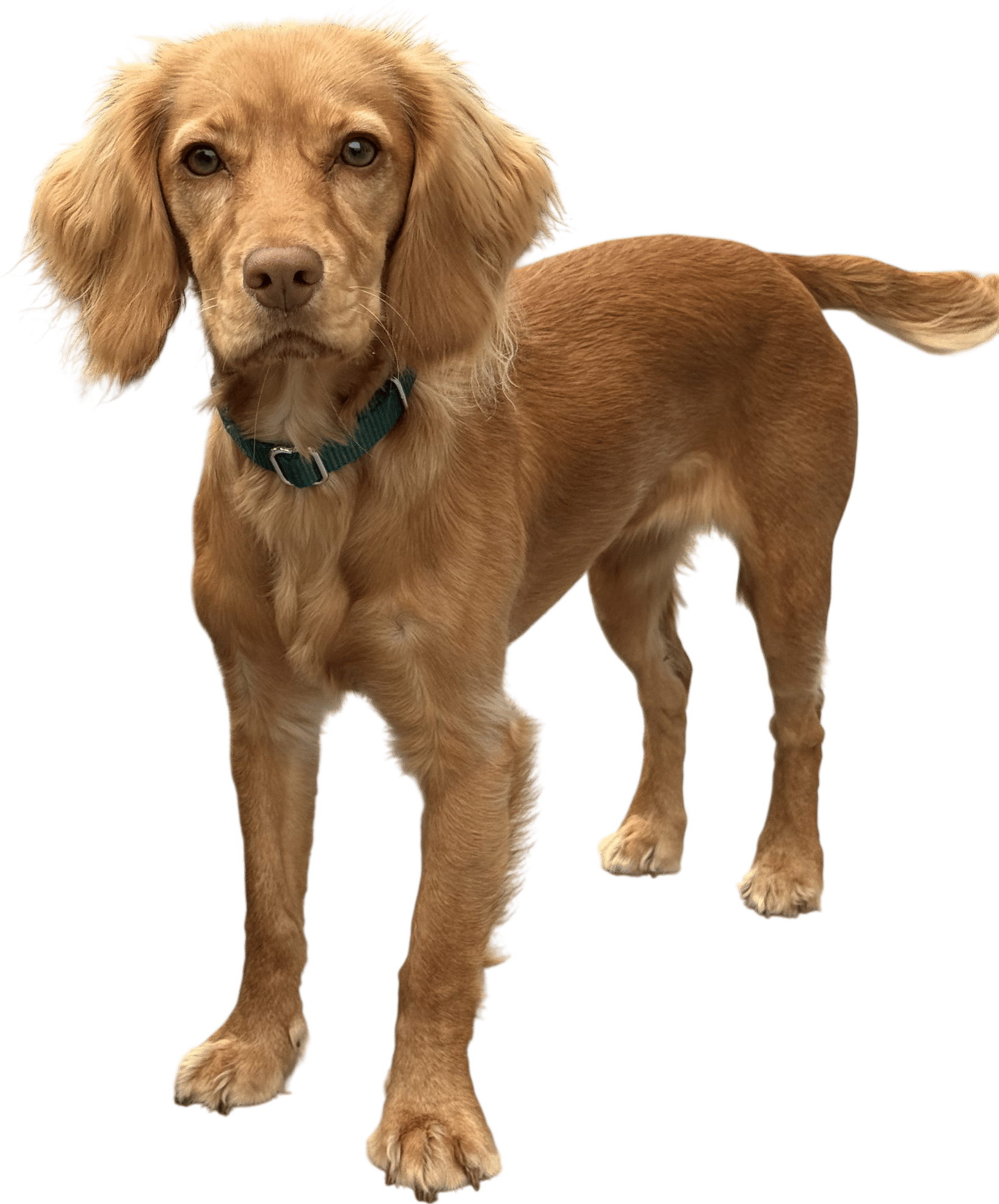 field-bred/working english cocker spaniels