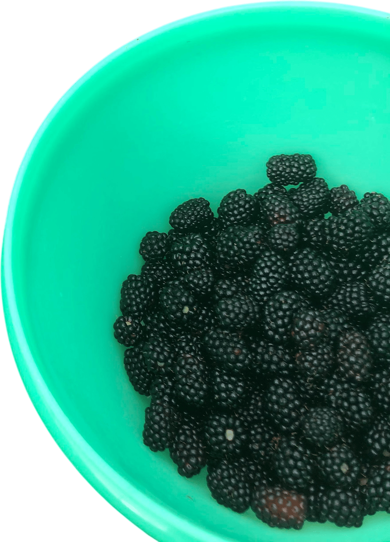 Peak Season Blackberries