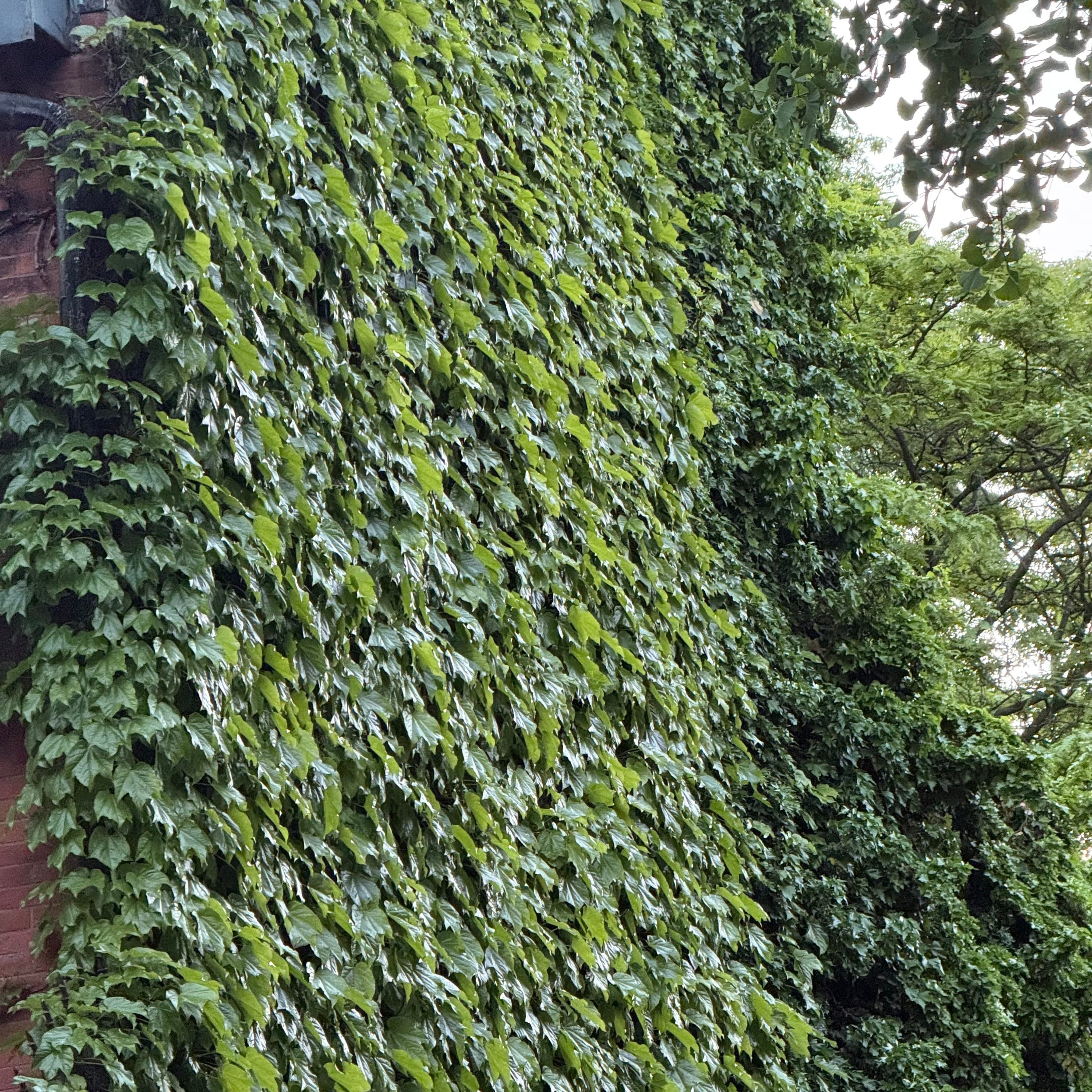 boston ivy