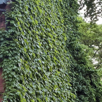 Boston Ivy