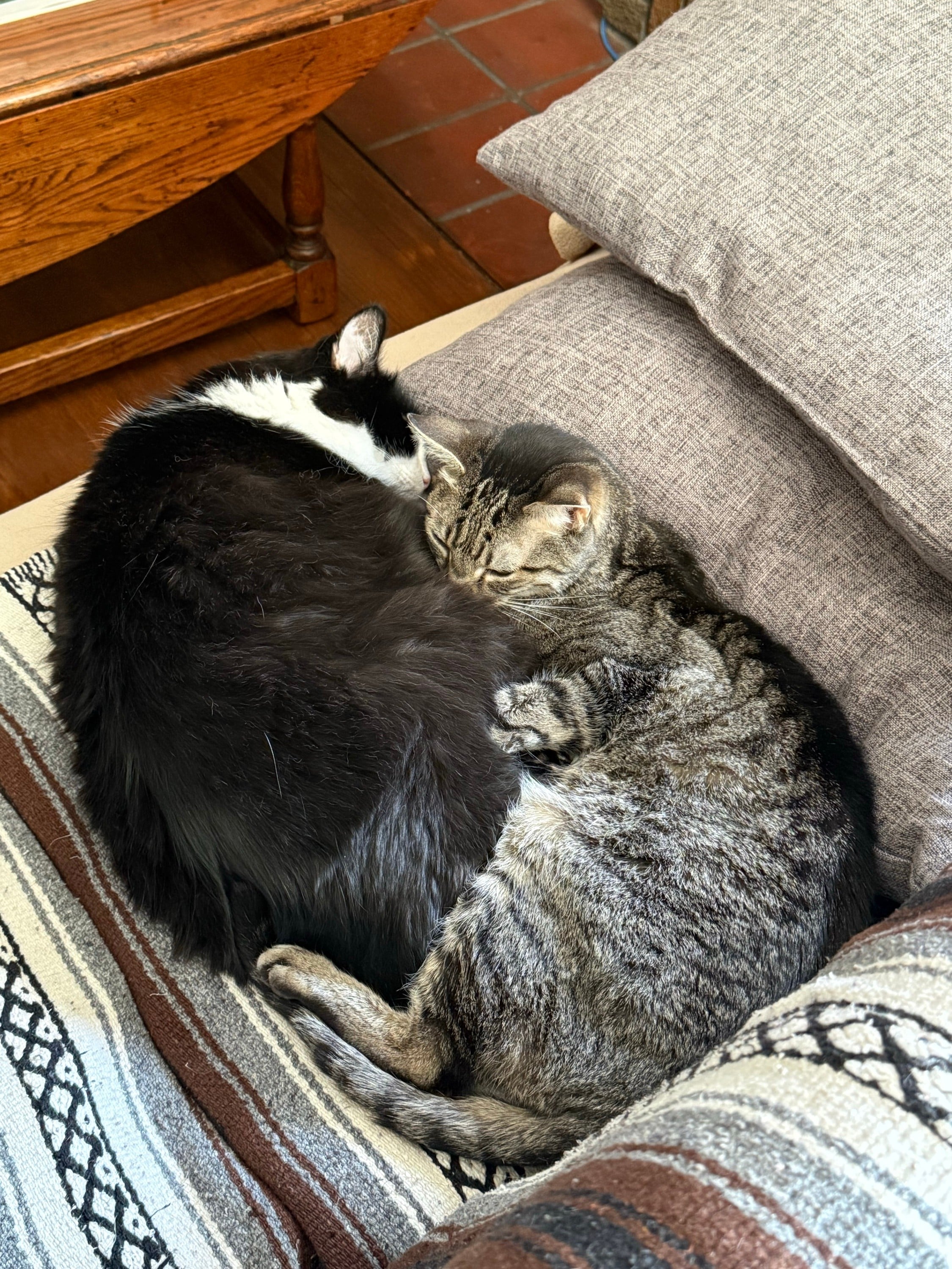 Brother Cats