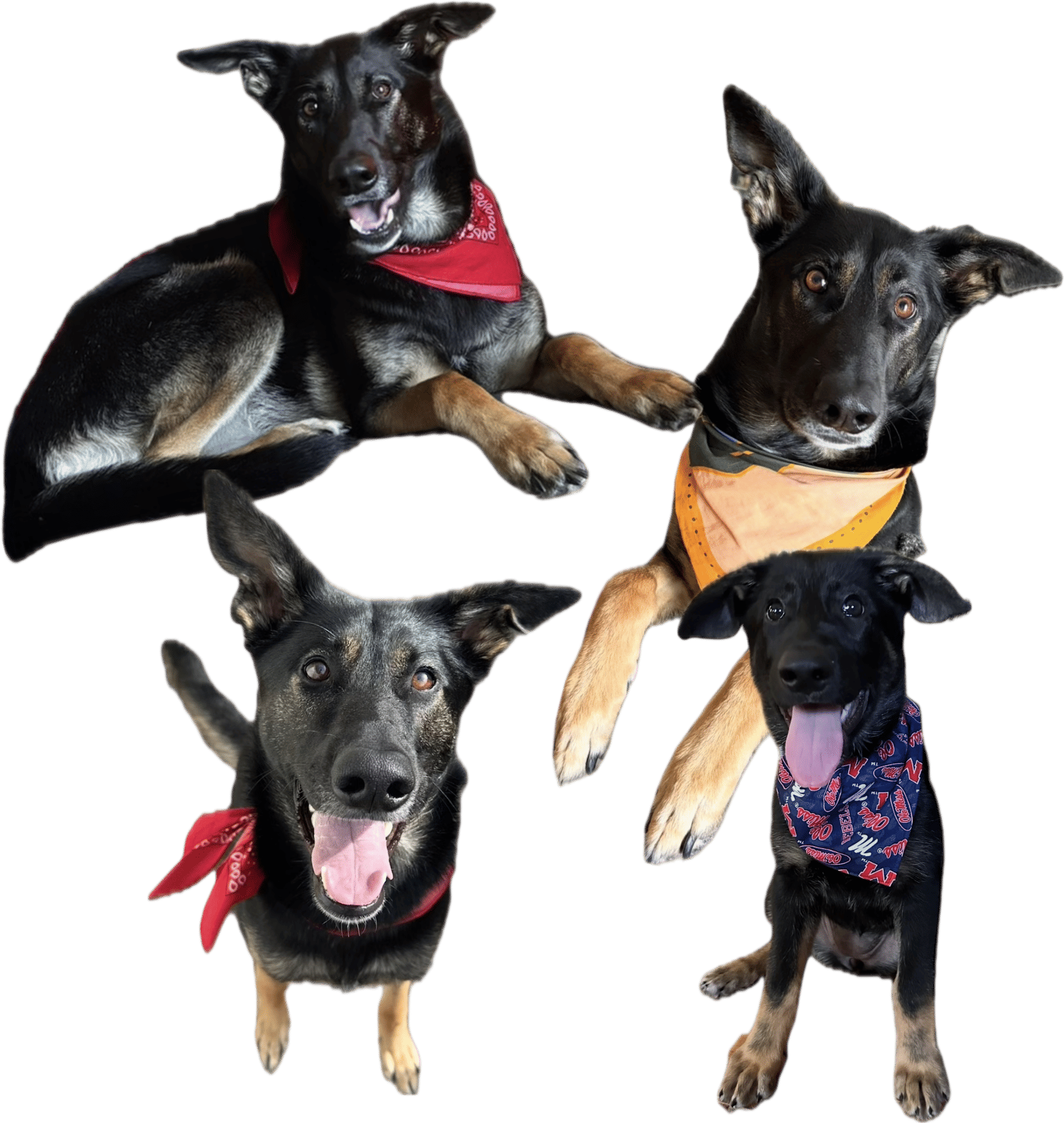 Dog in a bandana