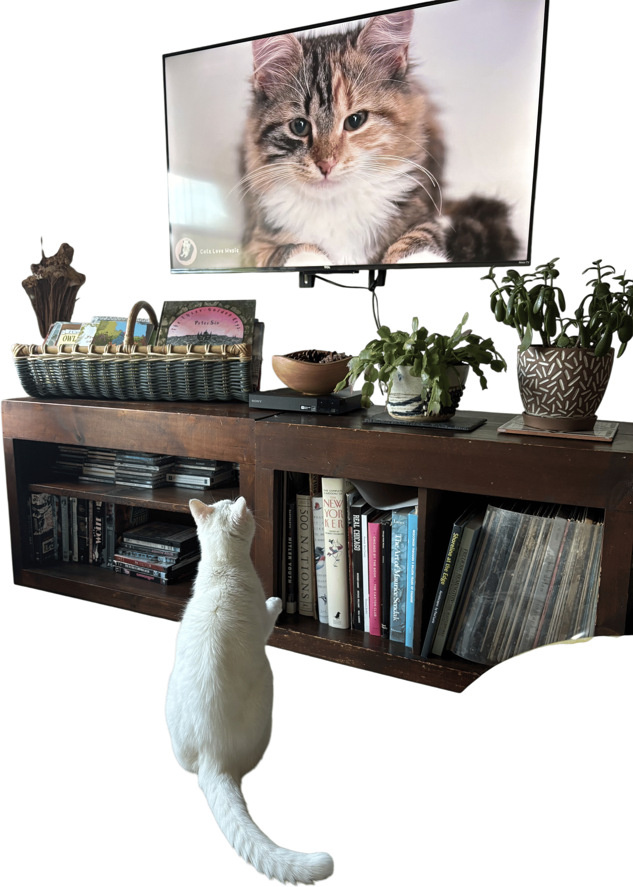Cat TV