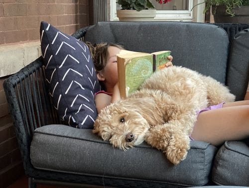 Miniature Golden Doodle