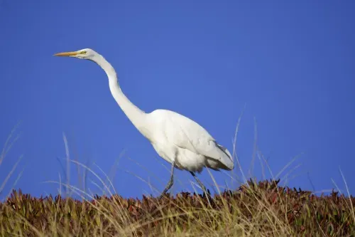 Members-Only Recommendation