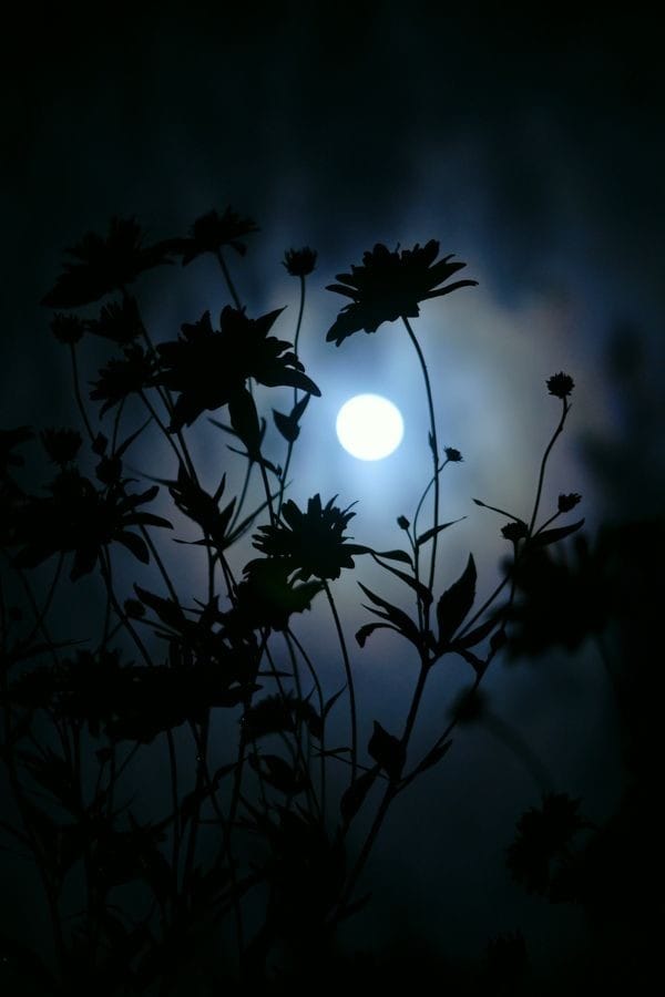 Neon Moon