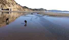 Fort Funston Dog Beach