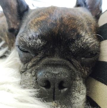 Benji
