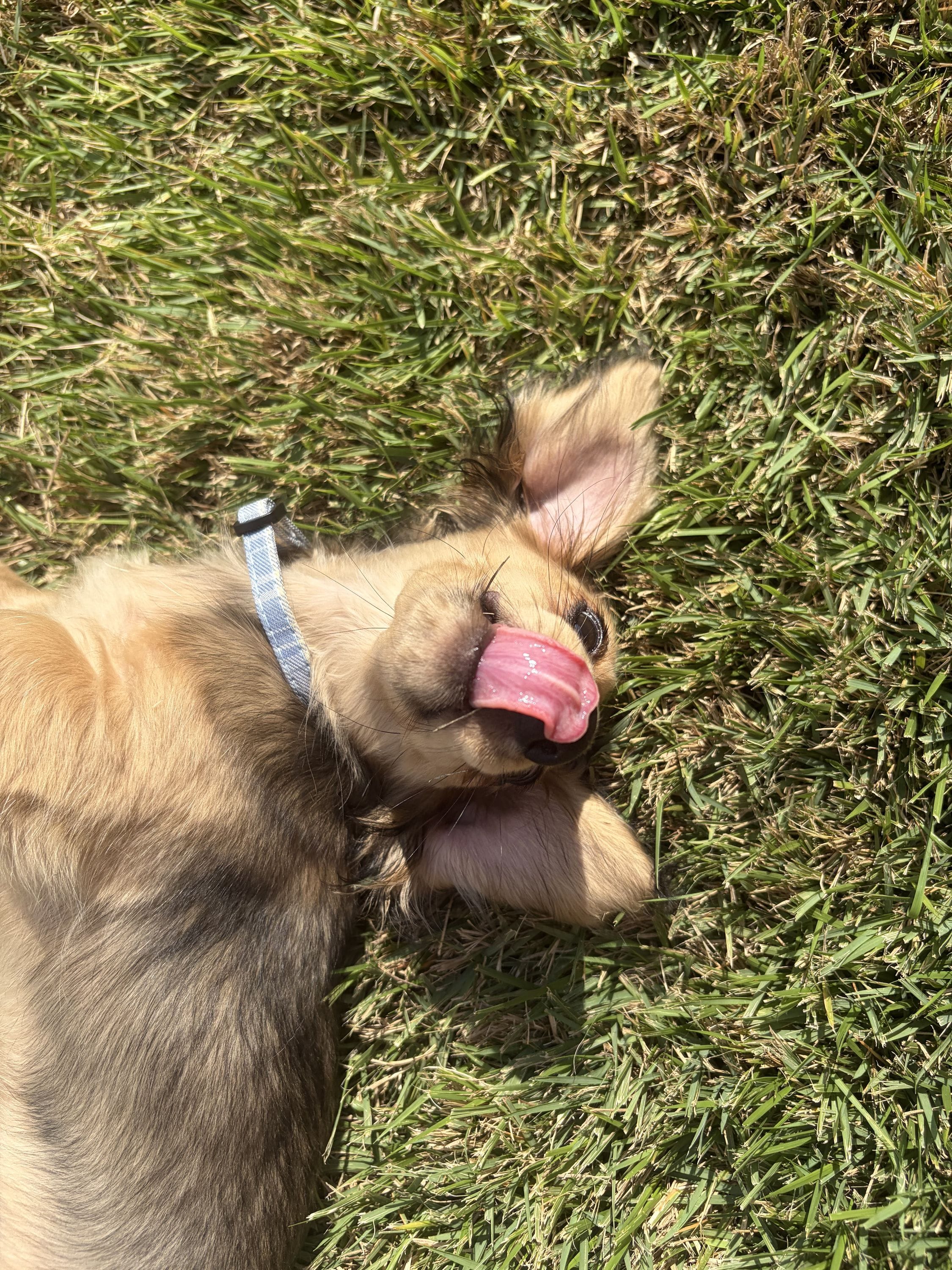 Get a mini daschund
