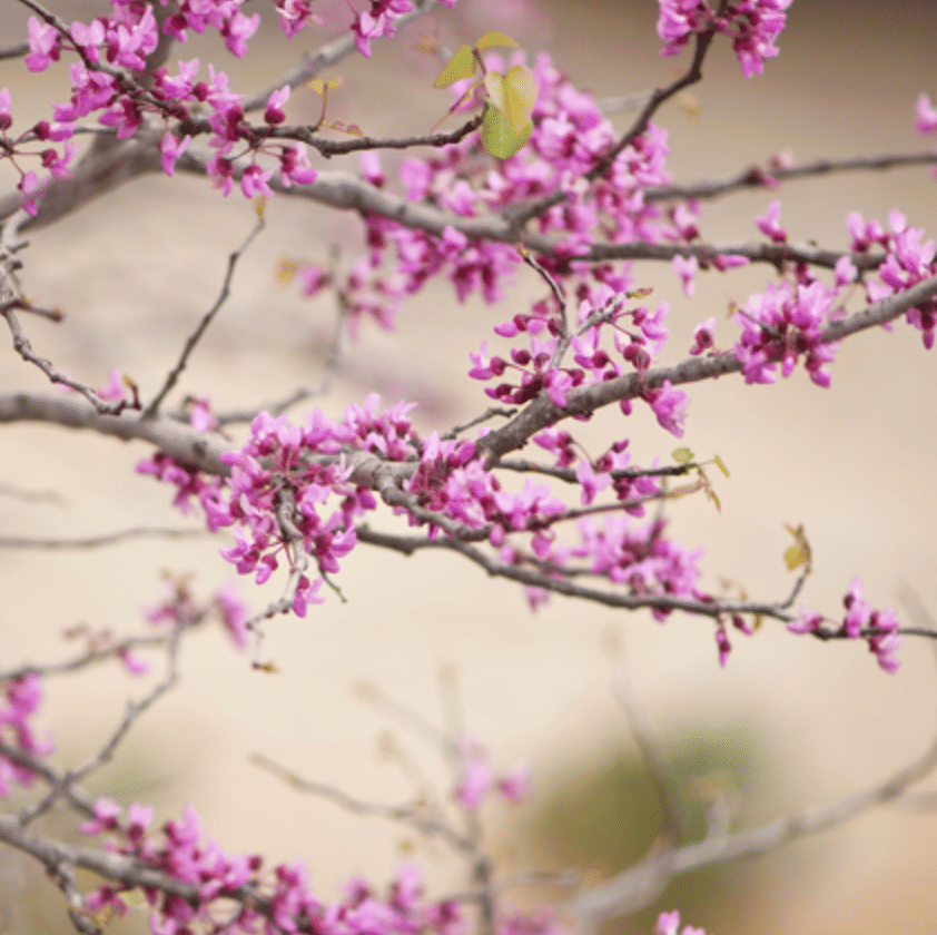 Texas Redbud