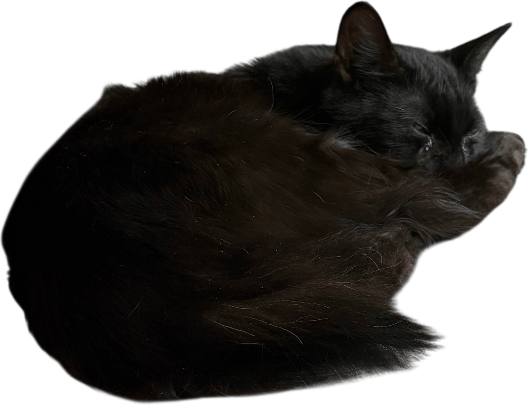 A black cat crossing your path