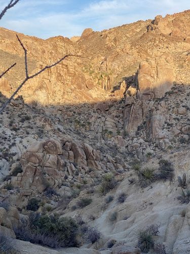 Lost Palms Oasis Trail