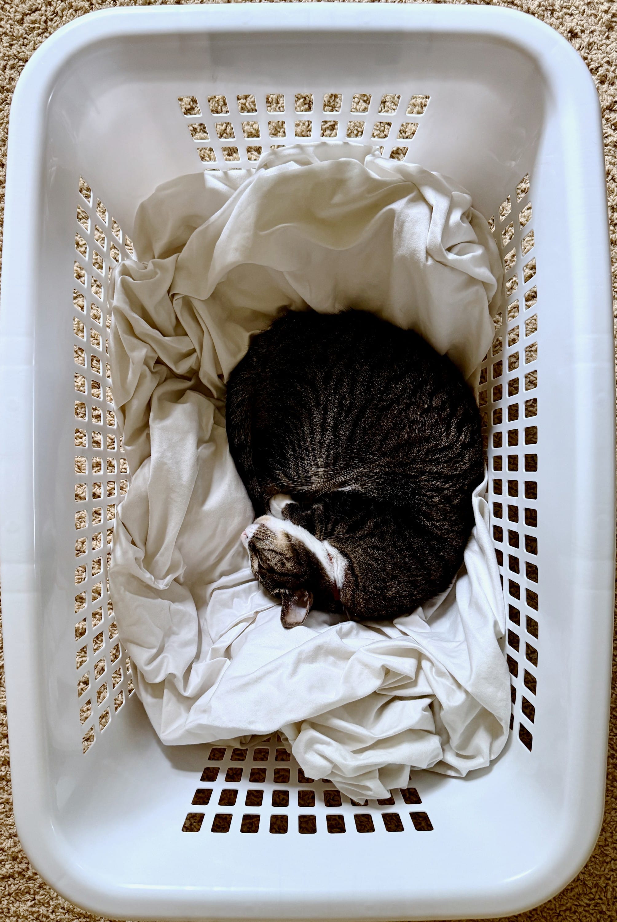 Giving your cat warm sheets straight from the dryer to sleep in