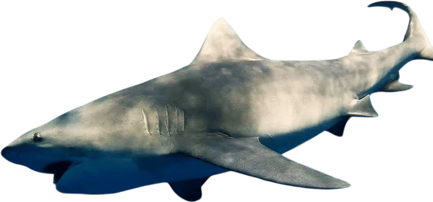 Swim with sharks
