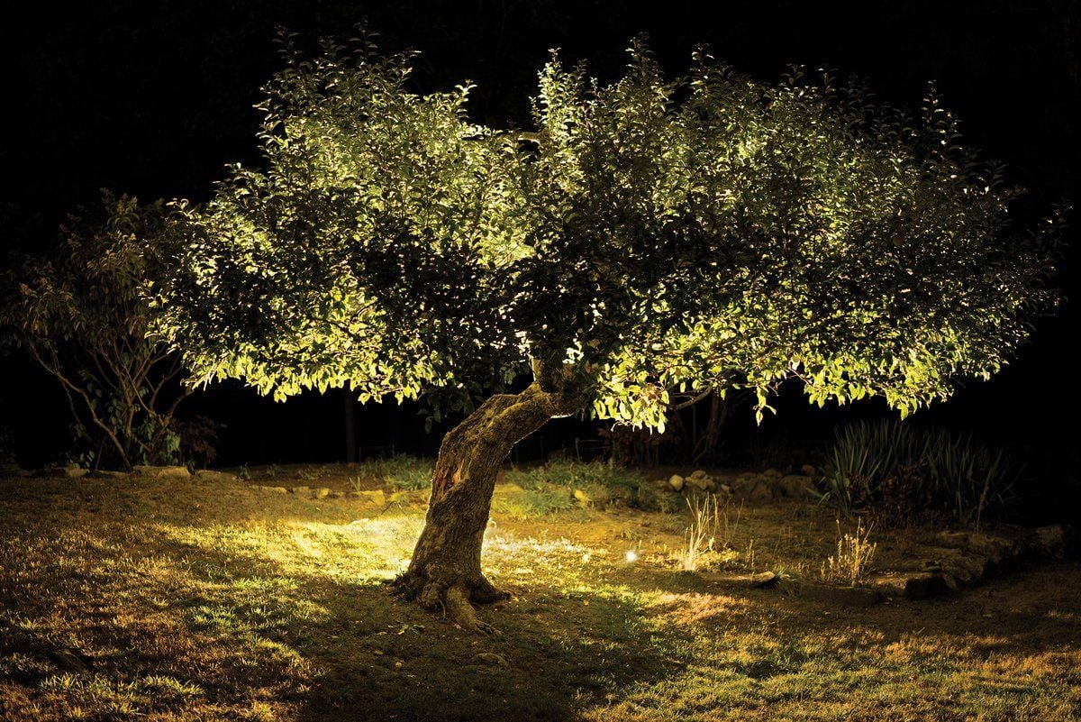 How apple detectives solved the mystery of an ancient tree