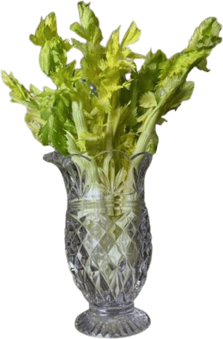celery vase