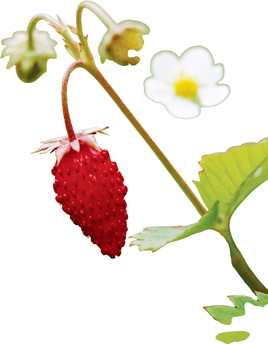 Alpine Strawberries