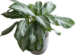 Aglaonema 'Silver Bay'
