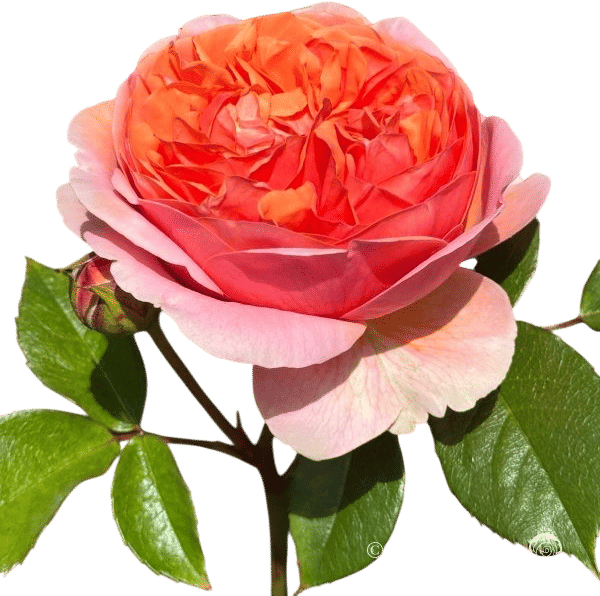 The Duchess of Cornwall Rose