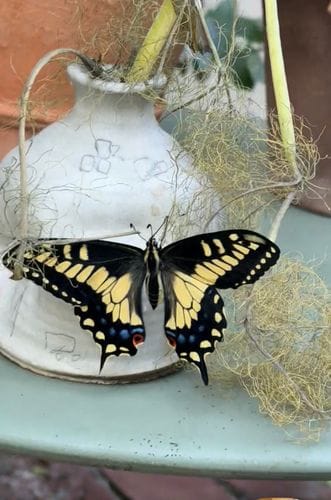 Hatching an Anise Swallowtail