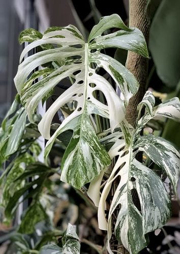 Monstera deliciosa 'Albo Variegata'