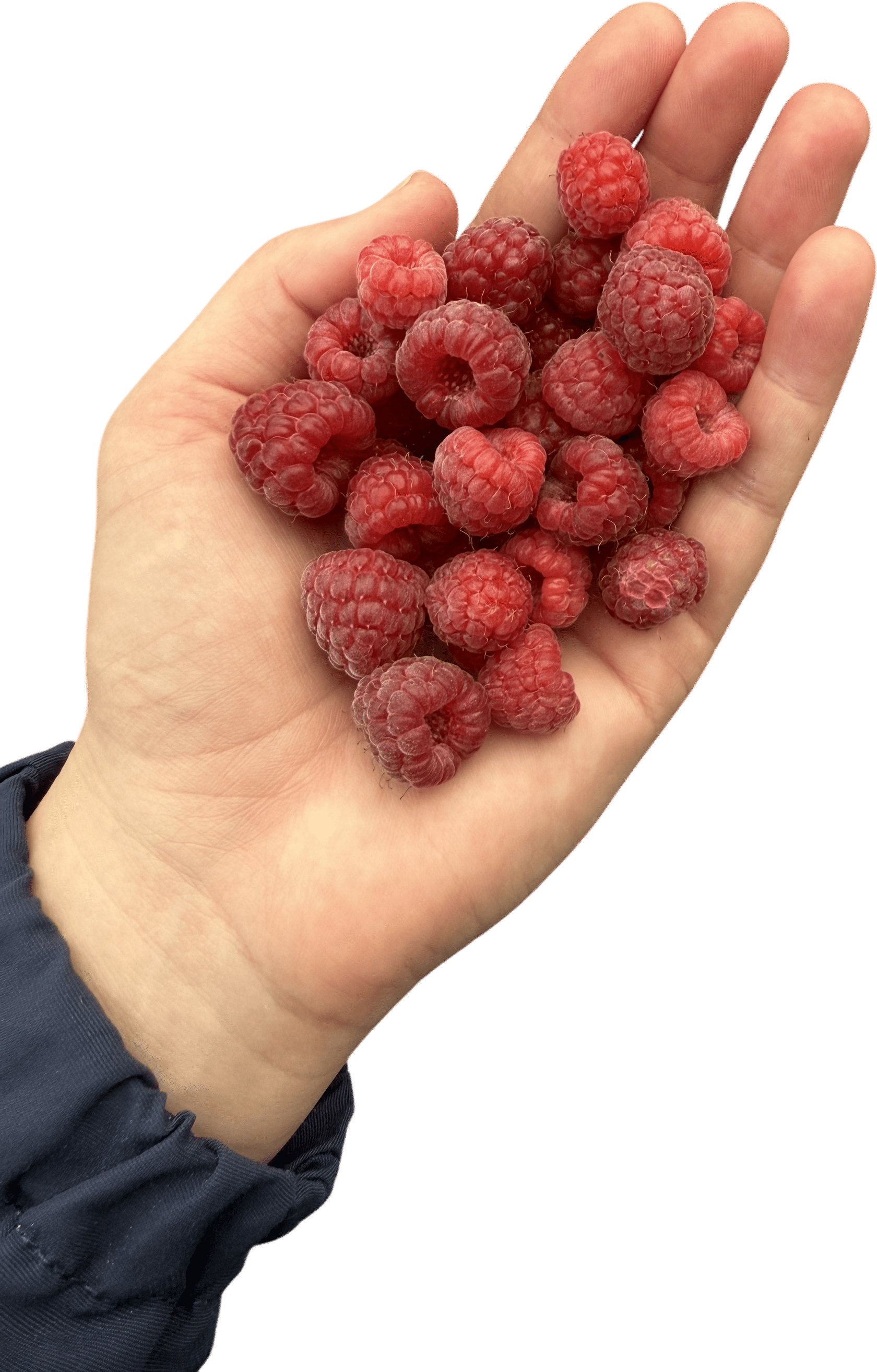 growing your own berries