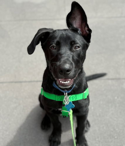 Separation Anxiety Training Tips