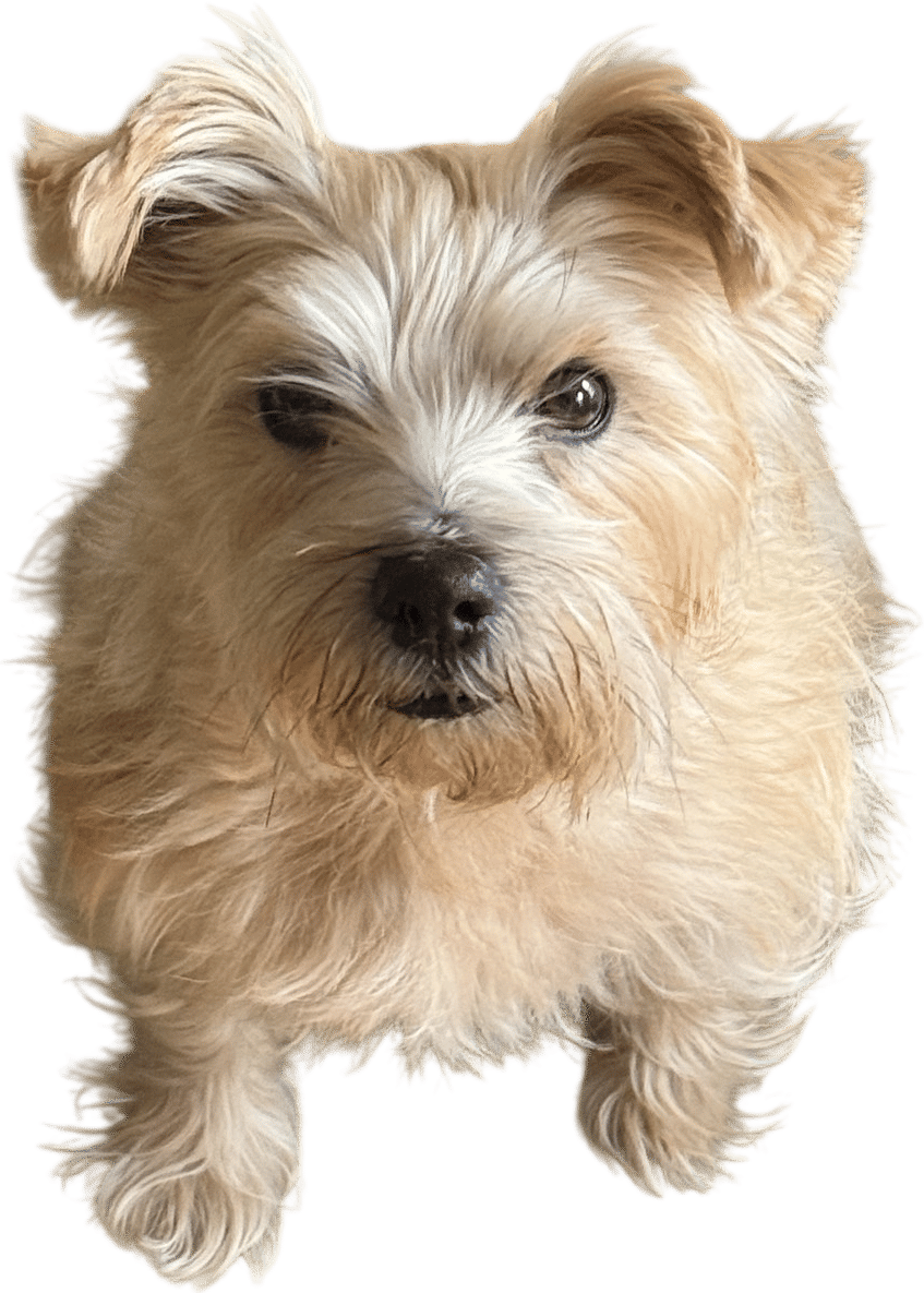 Norfolk Terrier