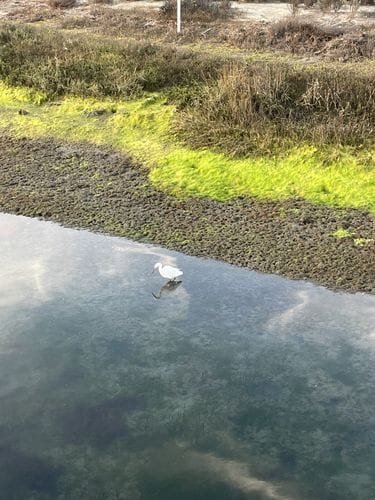 Long Beach’s Colorado Lagoon