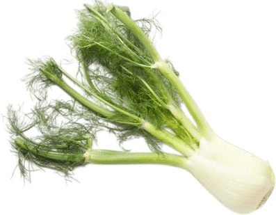 Fennel