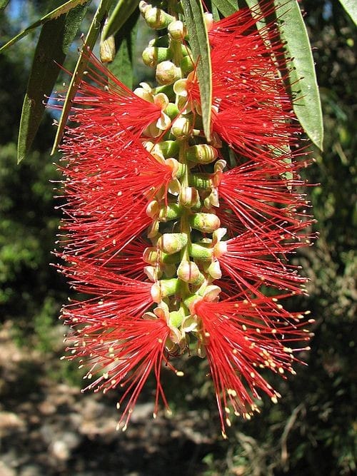 The bottle brush trees outside my window