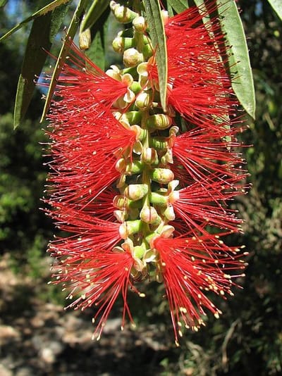 Callistemon
