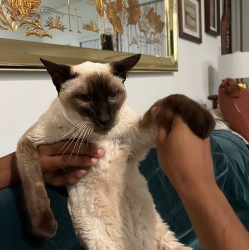 Things That Can Also Be Cat Names
