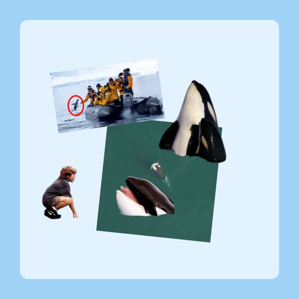 orca content (orcontent)