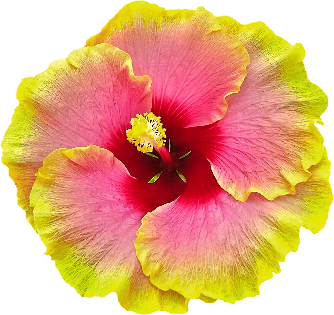 Madeira Hibiscus