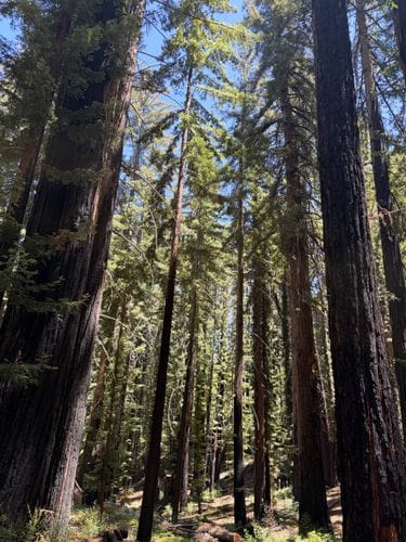 Redwood groves