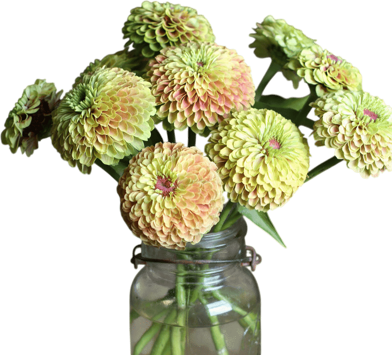 Queeny Lime with Blush Zinnia Seed