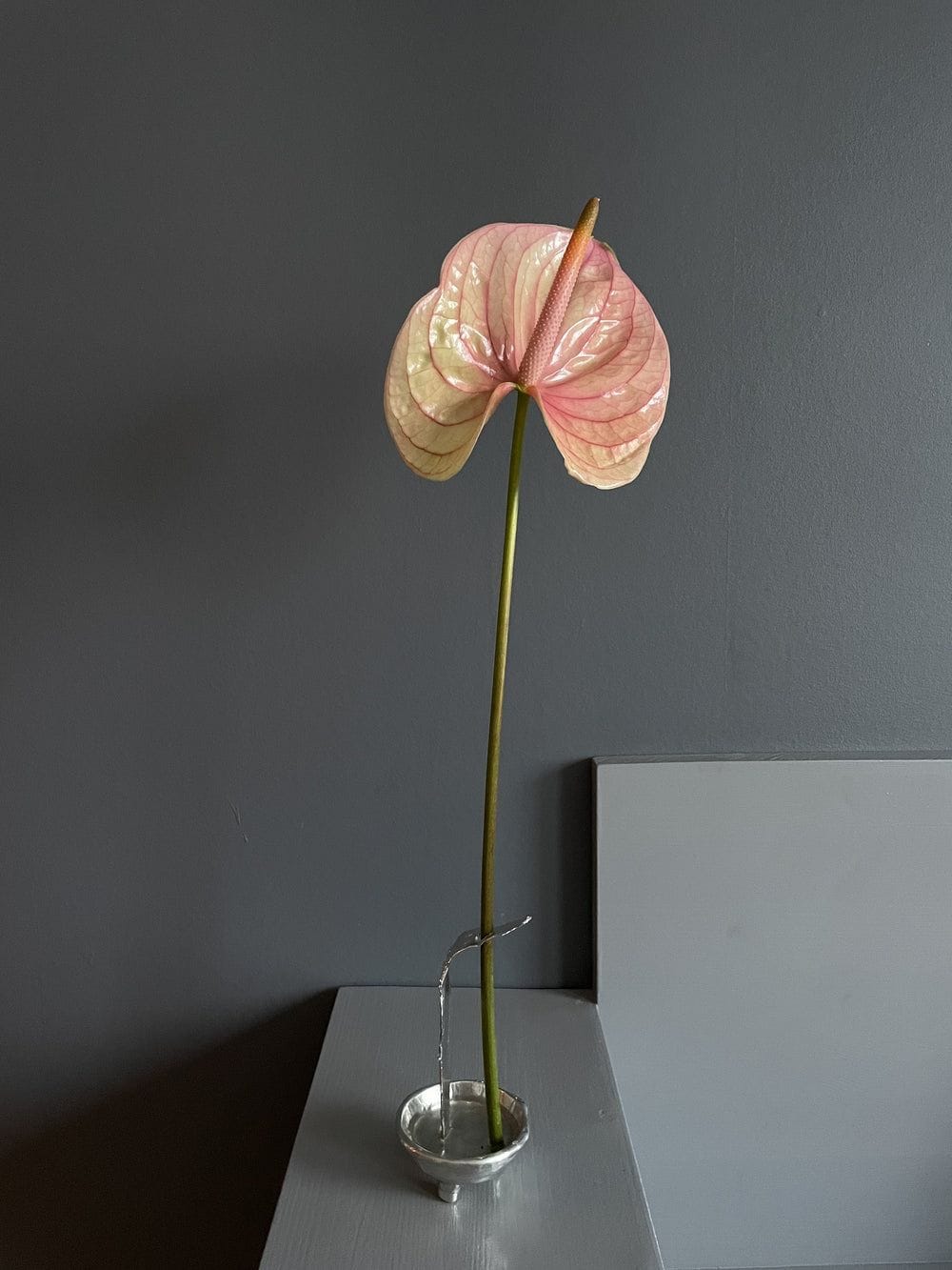 Favorite Vase The Tin Collection | The Oblist