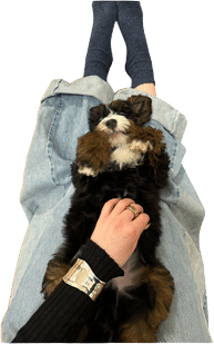 bernedoodles!