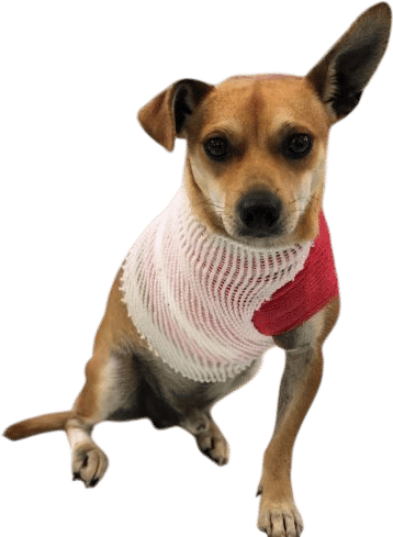 adopt a dog