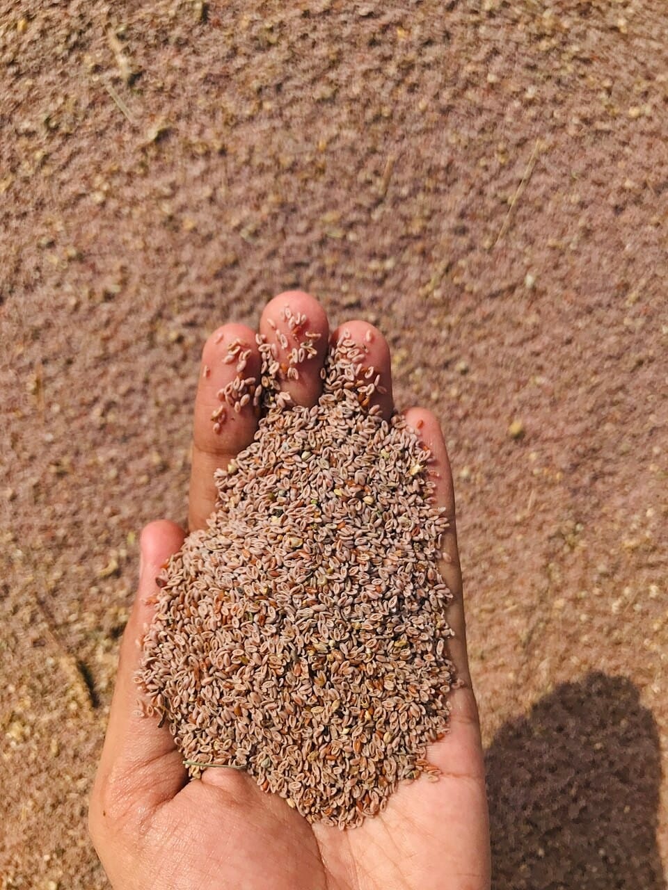 Psyllium Husk