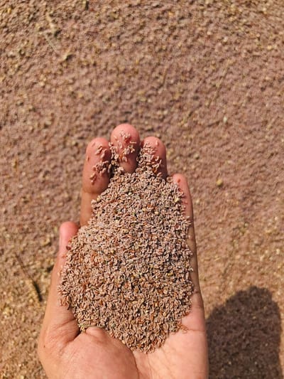 Psyllium husk