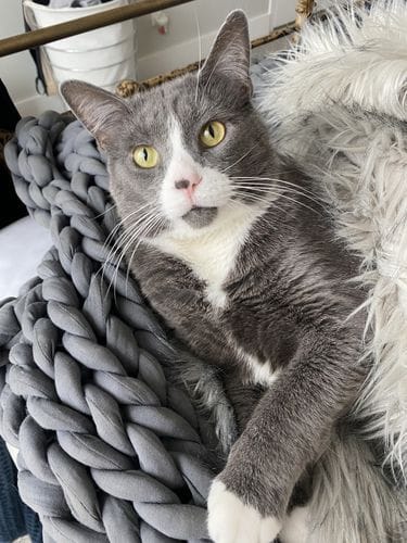 My cat Reuben